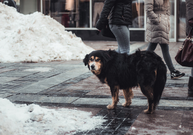 Холод і голод: як допомогти вуличним тваринам у морозну погоду - 