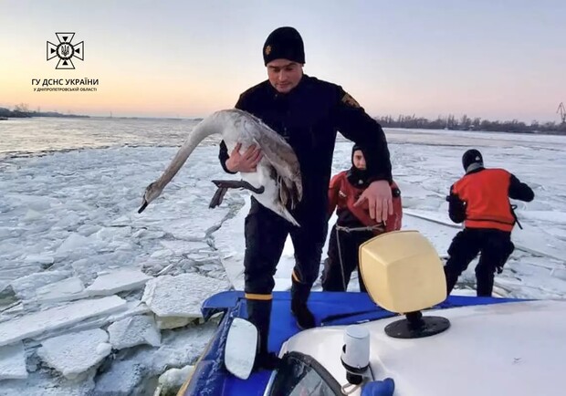 Знесилені знаходилися у кризі: у Дніпрі водолази ДСНС врятували лебедів 