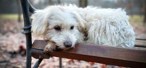 Может избежать наказания: на Космосе мужчина пытался убить собаку ножом.