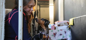 В Україні офіційно дозволили перебувати в укриттях з домашніми тваринами