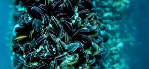 Сухий лиман на Одещині віддадуть в оренду як в Норвегії та Чилі