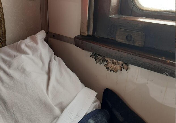В одном из вагонов поезда "Укрзализныци" на харьковском направлении растут грибы 