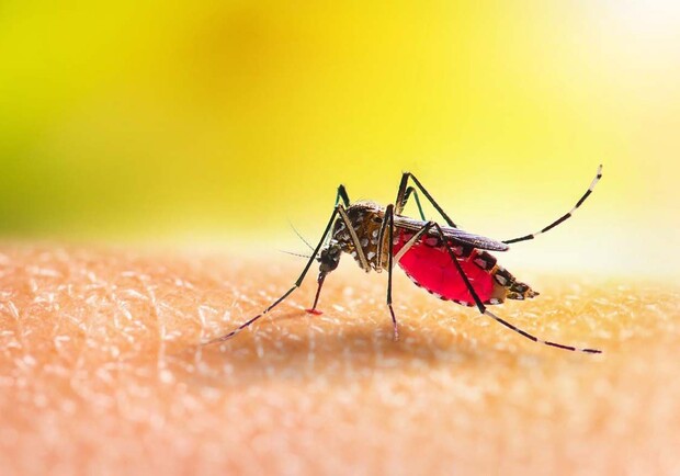 Черви під шкірою: у Кривому Розі жінка захворіла через укуси комарів 