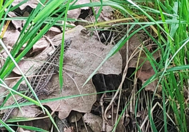 В Днепре встретили исчезающий вид ящериц из Красной книги фото: tvarynnyy.svit.ukrayiny