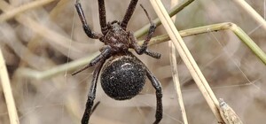 В Одесской области активировались ядовитые пауки-каракурты