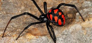 В Одесской области мужчина попал в реанимацию из-за укуса каракурта 