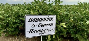 Получи ответ: будут ли выращивать хлопок для пороха в Одесской области и что показал эксперимент 