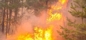 У Безлюдівці — масштабна лісова пожежа