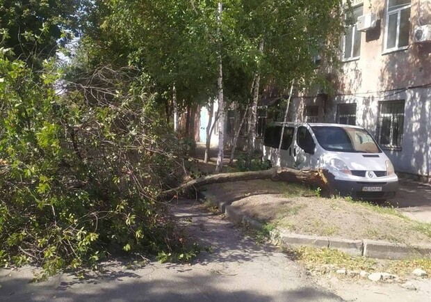 В Днепре из-за сильных порывов ветра падают деревья - 