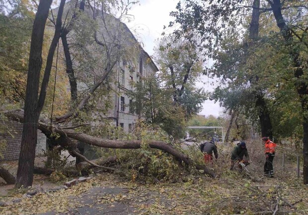 В Днепре целый день бушует непогода: куда обращаться, чтобы убрали поваленное дерево - 