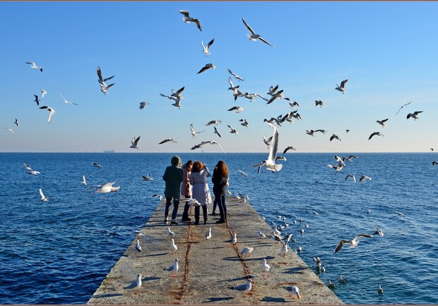 Акція на честь дня домашніх тварин та курс меддопомоги: куди піти в Одесі на вихідні безкоштовно