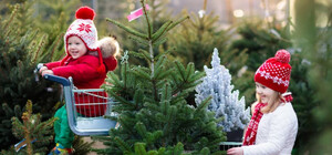 В Днепропетровской области ужесточили контроль за продажей новогодних елок