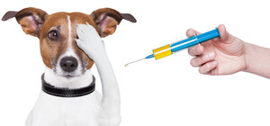 У Харкові проведуть вакцинацію свійських тварин проти сказу