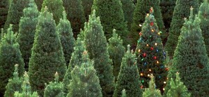 В Запорожье открывается рождественская ярмарка по продаже елок