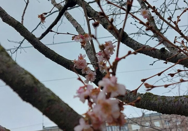 В Днепре на Победе расцвели сакуры среди зимы — угрожает ли это растениям? 