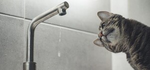 Деякі жителі Одеси майже на добу залишилися без води: адреси