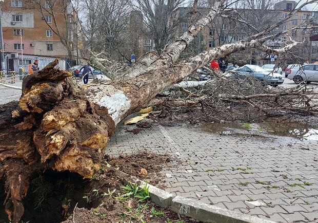 Як отримати компенсацію у Дніпрі, якщо на автівку впало дерево або дорожній знак 