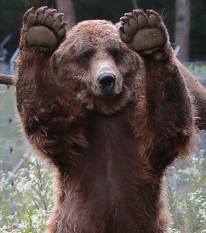Ведмежий притулок «Домажир» розпочав новий туристичний сезон: графік роботи і ціни 2025