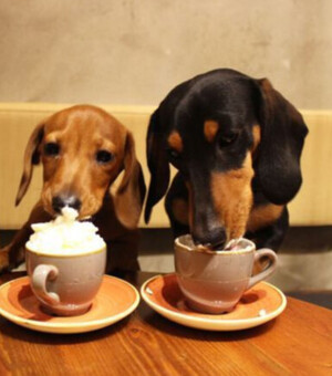 Pet-friendly заклади в столиці: куди піти зі своїм улюбленцем 