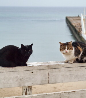 Концерт Арсена Мірзояна та опера 