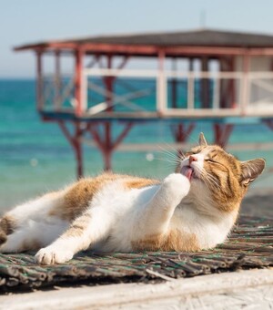 Фестиваль на кіностудії та концерт гурту 