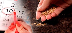 Посевной календарь на май 2025 года: когда садить овощи, зелень, деревья и цветы.