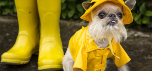 Сильний вітер і дощ: якою буде погода у Запоріжжі на вихідних - 17 та 18 травня