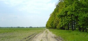 У лісосмузі біля Дніпра виявили гори зіпсованого м'яса