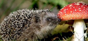 В Днепре на Северном обнаружили необычные грибы: некоторые из них ядовиты