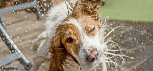 У Запоріжжі очікується спека до +36 градусів: як підготуватися