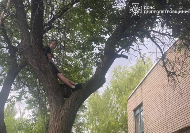 В Днепропетровской области школьник застрял на дереве, спасая котенка -