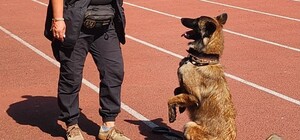 У Павлограді собака з пошукового загону під час прогулянки знайшла тіло померлої людини