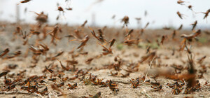 В Запорожье готовятся к возможному нашествию саранчи: город разрабатывает алгоритм действий