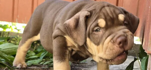 За 100 тисяч: як виглядає найдорожче цуценя, яке продається в Запоріжжі