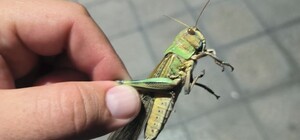 Жители Днепропетровской области фиксируют единичные случаи нашествия саранчи