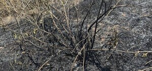 Жительницу Одесчины будут судить за поджог сухой травы: какое наказание ей грозит