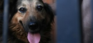 Стало відомо, що зараз з собакою, яка два дні чекала господаря на руїнах у Києві, але його знайшли загиблим