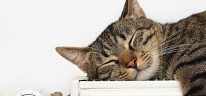 Когда в Запорожье начнется отопительный сезон: график работ по районам