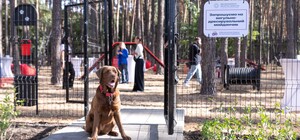 У Запоріжжі з’явилися офіційні зони для вигулу домашніх улюбленців: адреси