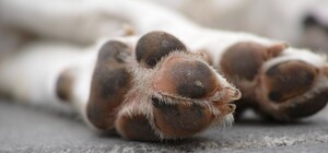 Бил котенка и убил щенка: в Одесском районе задержали живодера