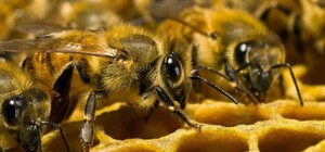 У Мелітополі окупанти зобов’язали бджолярів реєструвати вулики: навіщо це їм