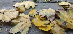 Теплая осень: какая погода будет в Харькове в последние выходные октября