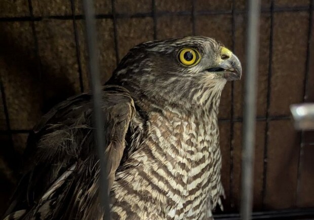 В Никополе сокол сбил вражеский дрон и стал героем: сейчас его лечат ветеринары