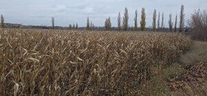 У ХТЗ відібрали орендовану земельну ділянку