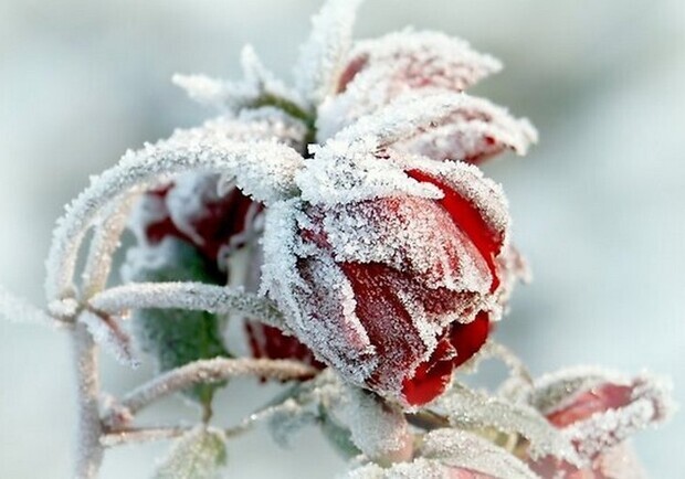 Посевный календарь на декабрь 2025: что делать в саду и огороде. 