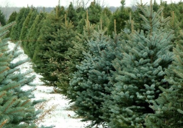 В Днепре открыли 70 официальных елочных базаров: где купить новогоднее дерево