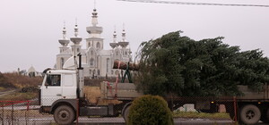 У Львові встановили головну різдвяну ялинку: історія дерева 