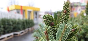 У Запоріжжі відкрили ялинкові базари: де купити ялинку та скільки коштує