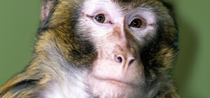 У Київській області з вулиць Гостомеля врятували мавпу