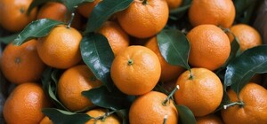 Где в эти выходные в Киеве пройдут продуктовые ярмарки. Адреса